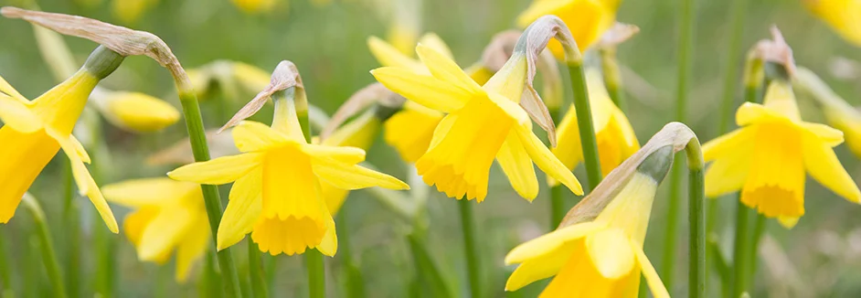 Gelbe Narzissen auf einer Wiese